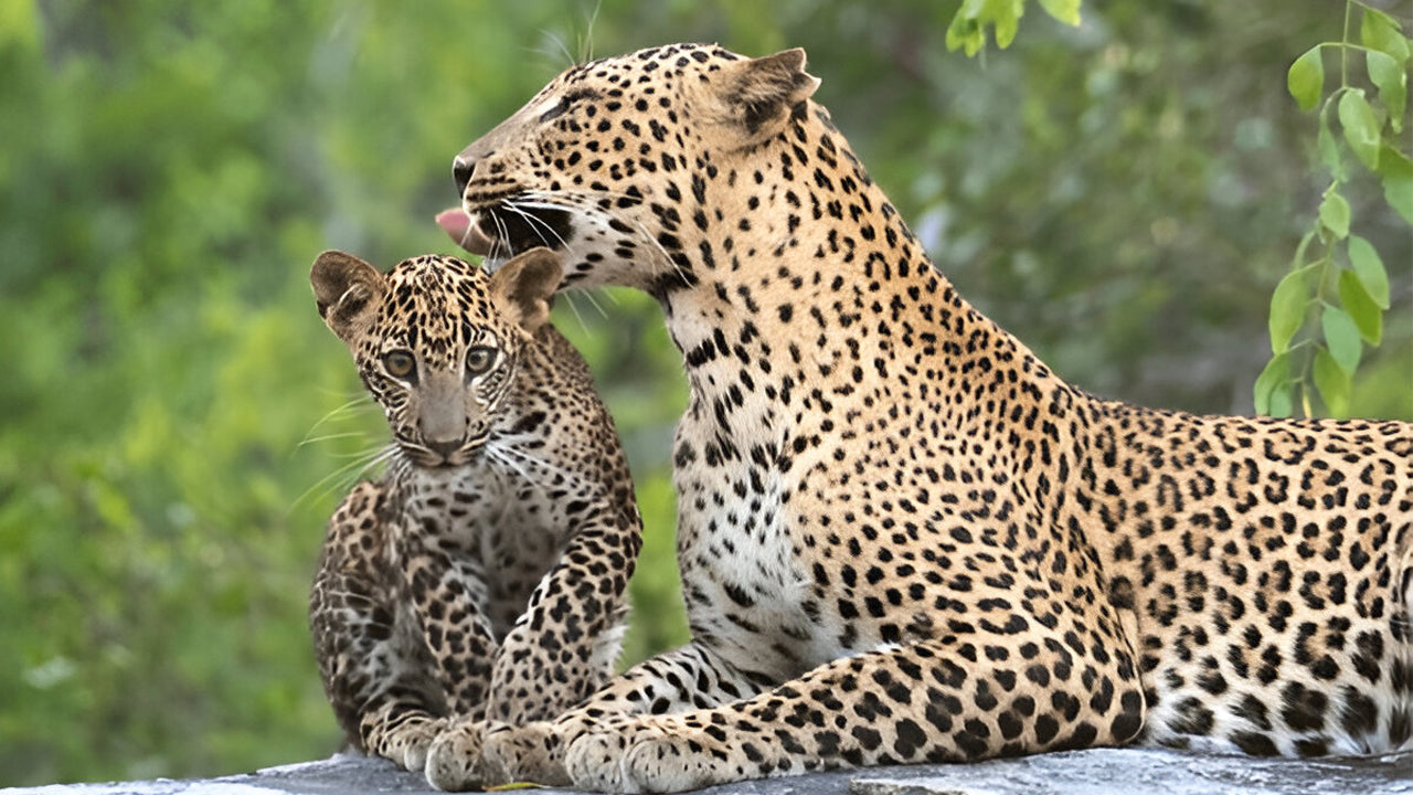Yala nationalpark (block 5) Etisk safari