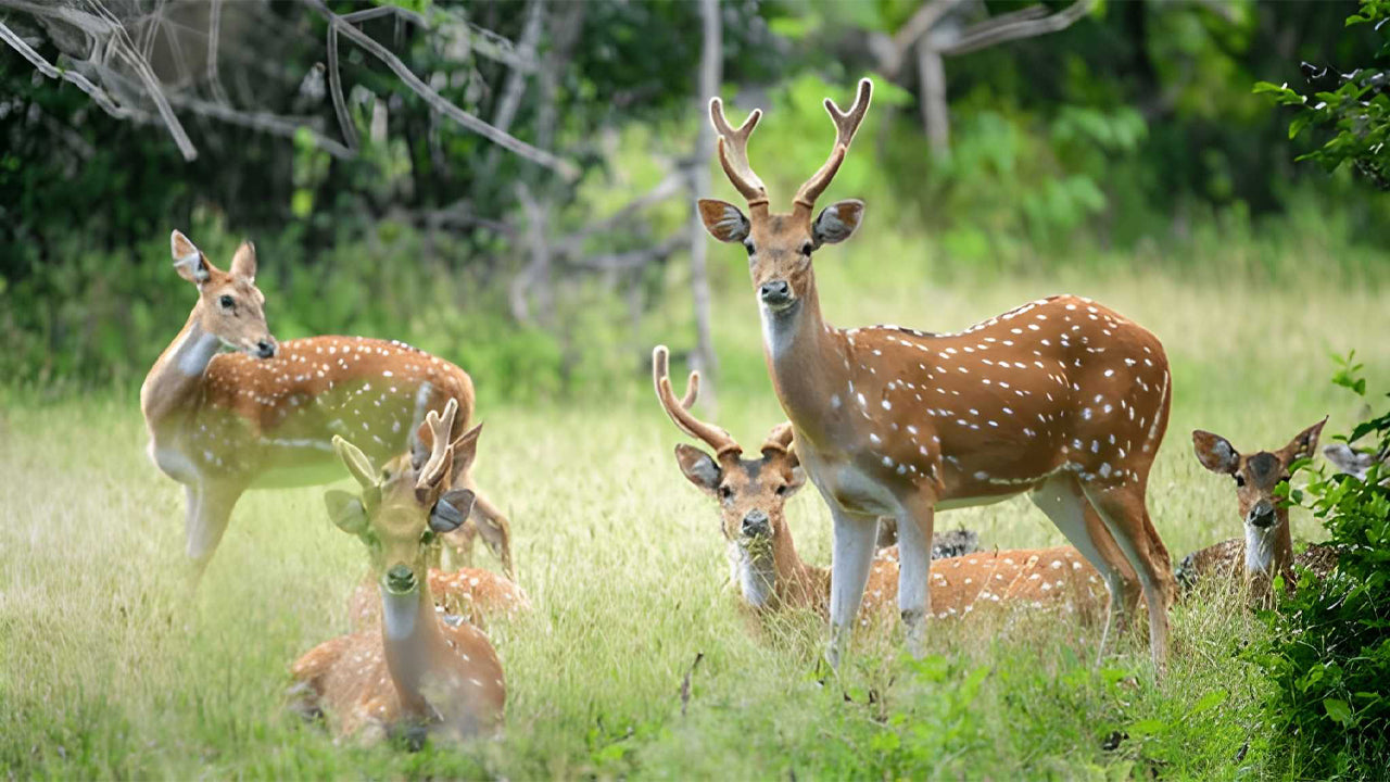 Yala nationalpark (block 5) Etisk safari