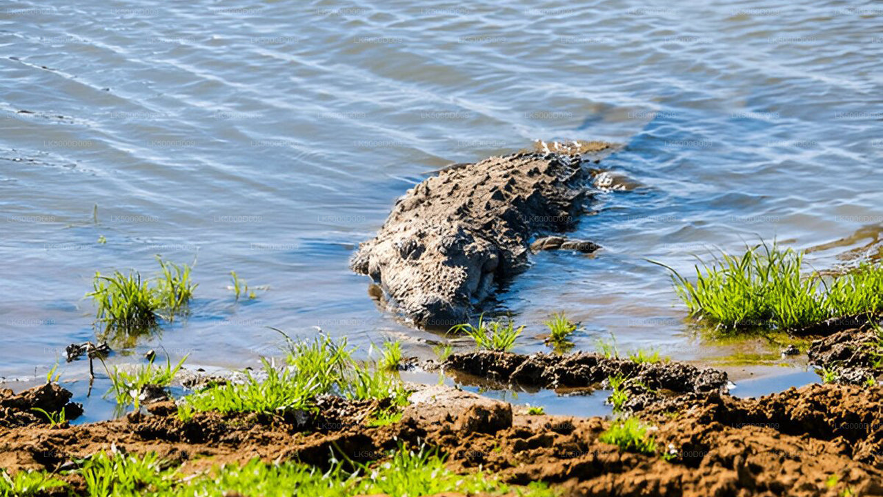 Privat rundtur från Galle till Ella med Udawalawe Safari