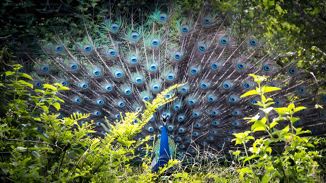 Privat rundtur från Galle till Ella med Udawalawe Safari