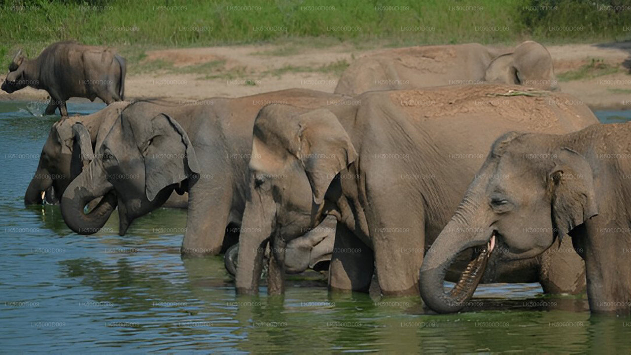 Privat rundtur från Galle till Ella med Udawalawe Safari