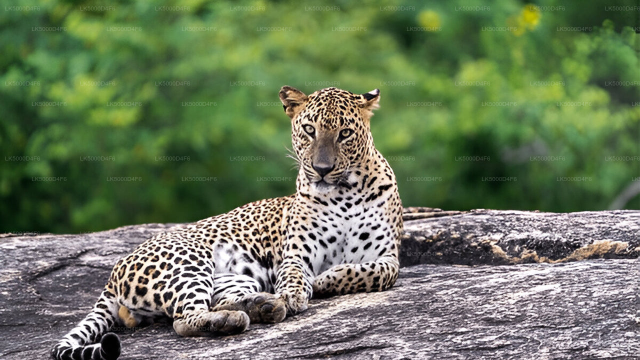 Private Tour  from Unawatuna to Ella with Yala Safari