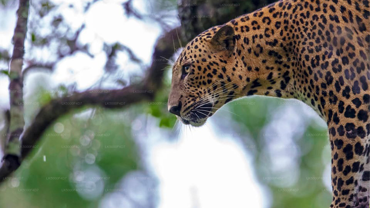 Privat tur från Ella till Hiriketiya med Yala Safari