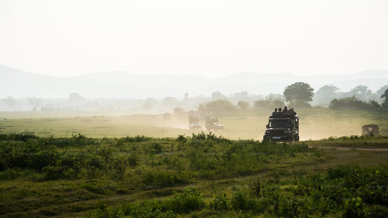 Privat tur från Ella till Hiriketiya med Yala Safari