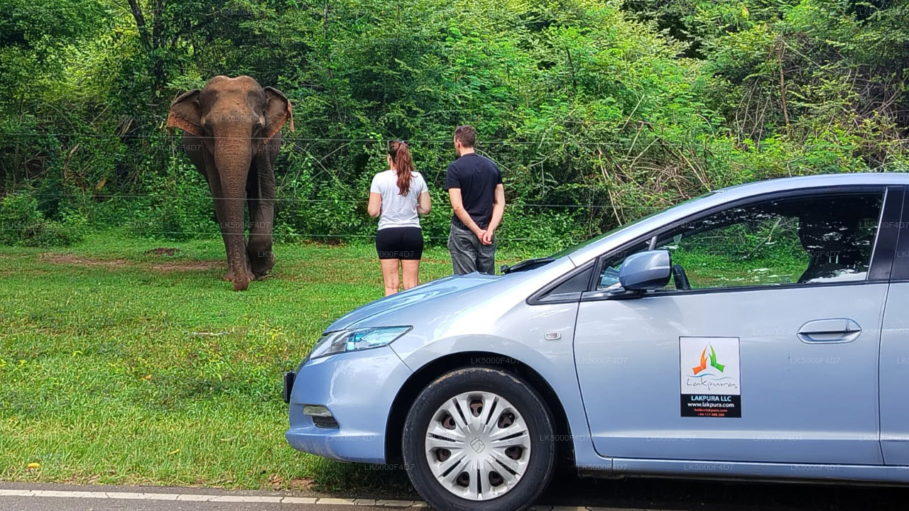 Privat tur från Ella till Hiriketiya med Yala Safari