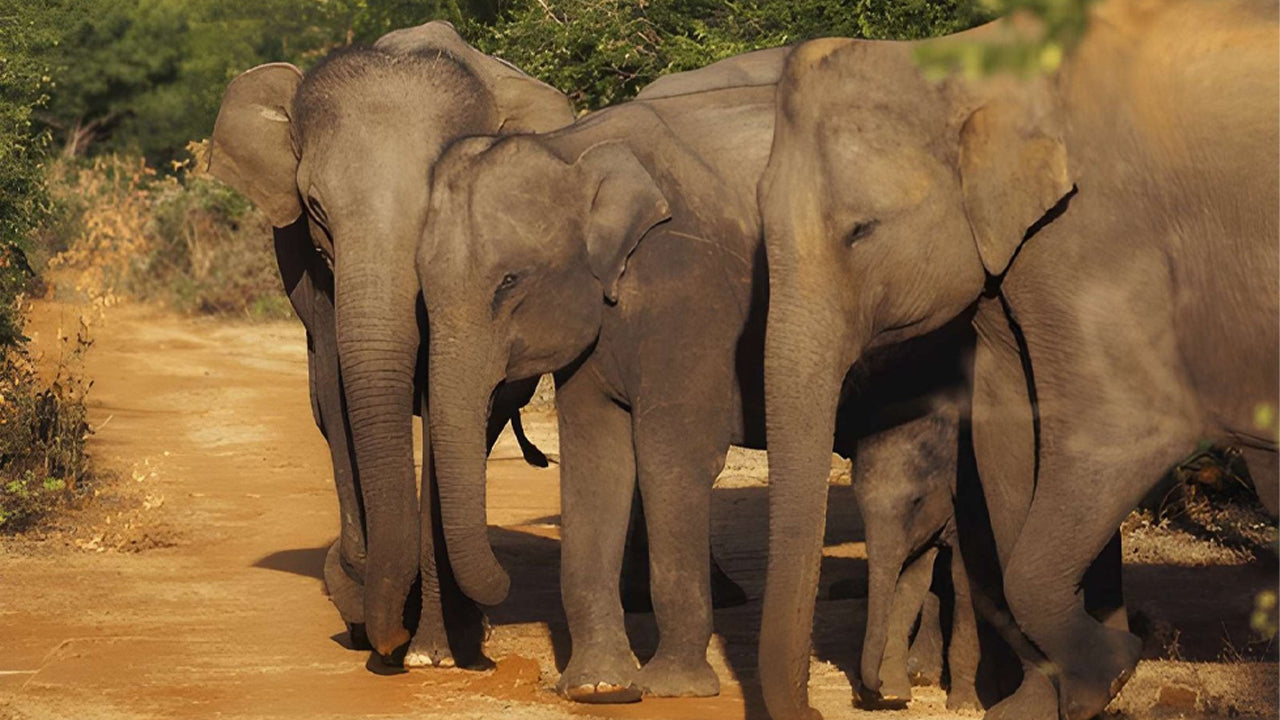 Udawalawe National Park Privat Safari med naturforskare
