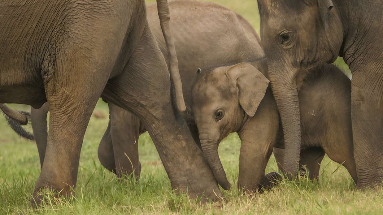Udawalawe National Park Privat Safari med naturforskare