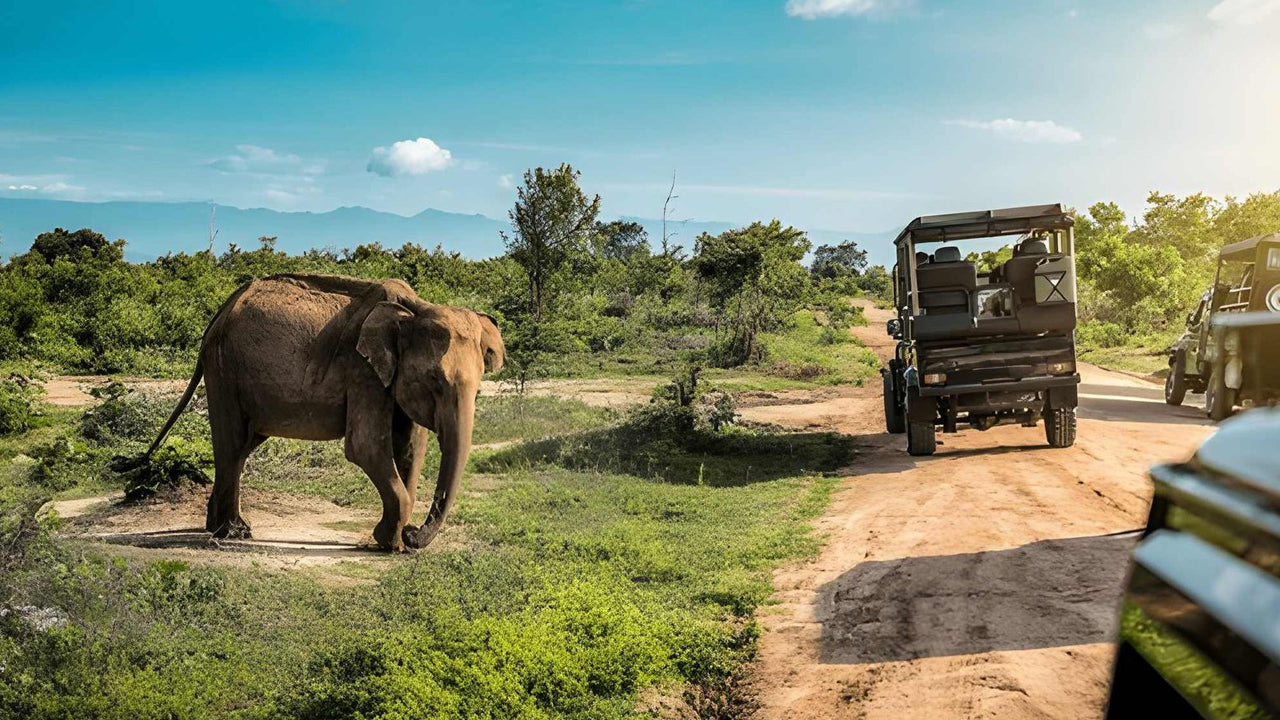 Udawalawe National Park Privat Safari med naturforskare