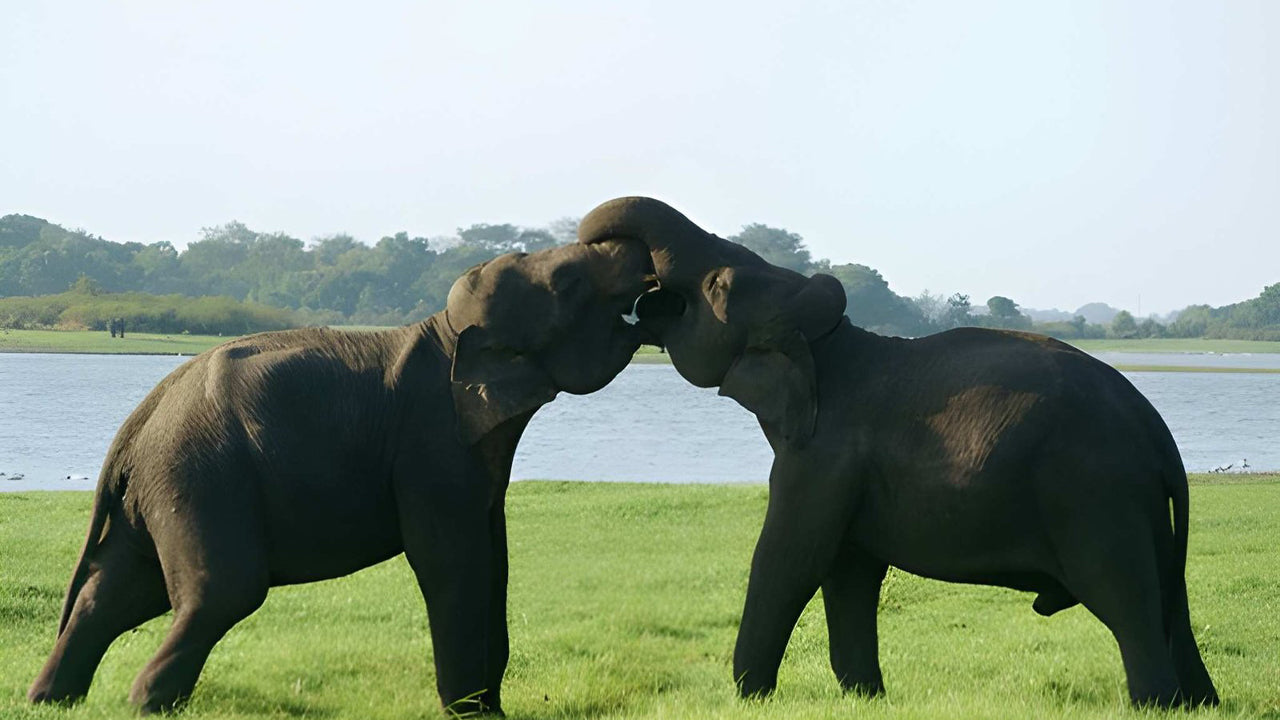 Udawalawe National Park Privat Safari med naturforskare
