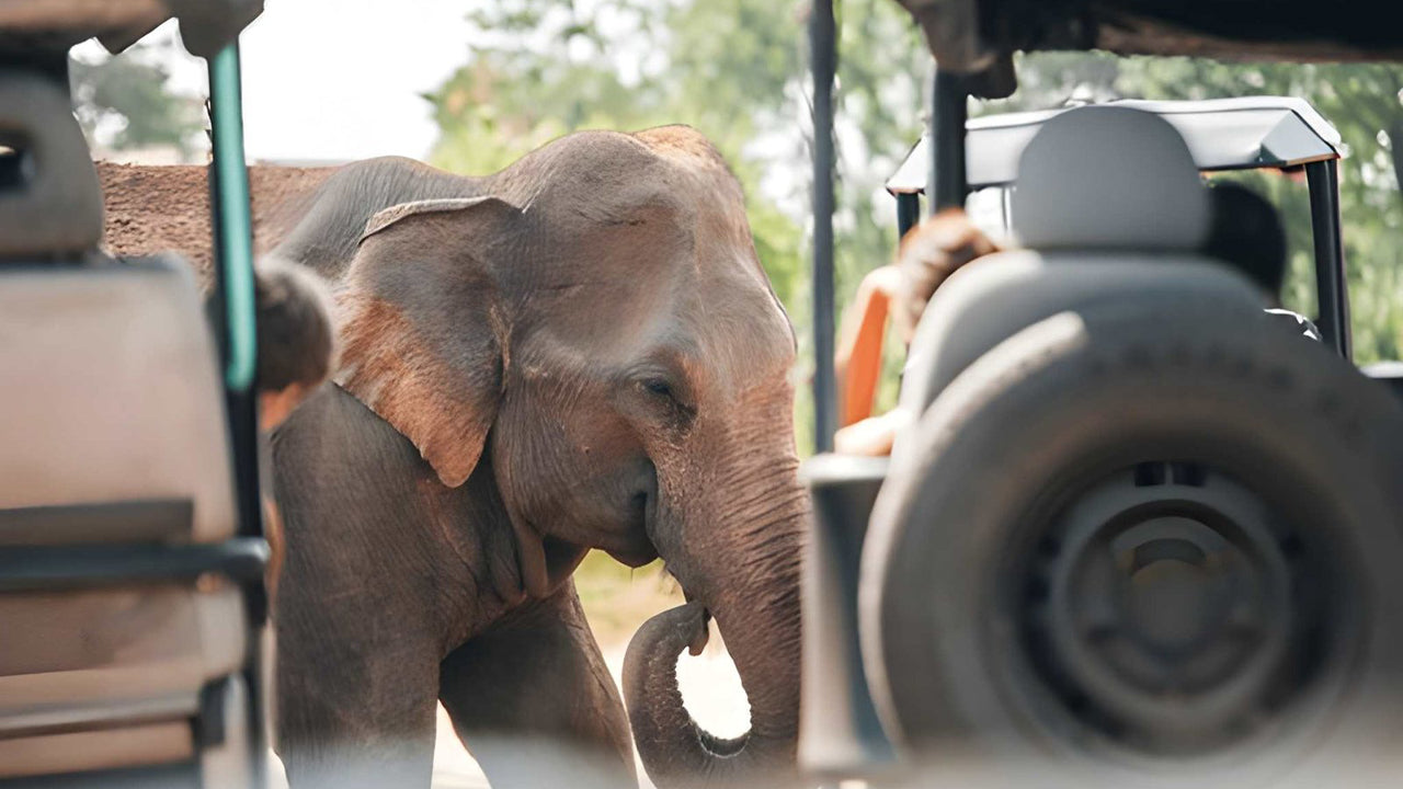Udawalawe National Park Privat Safari med naturforskare