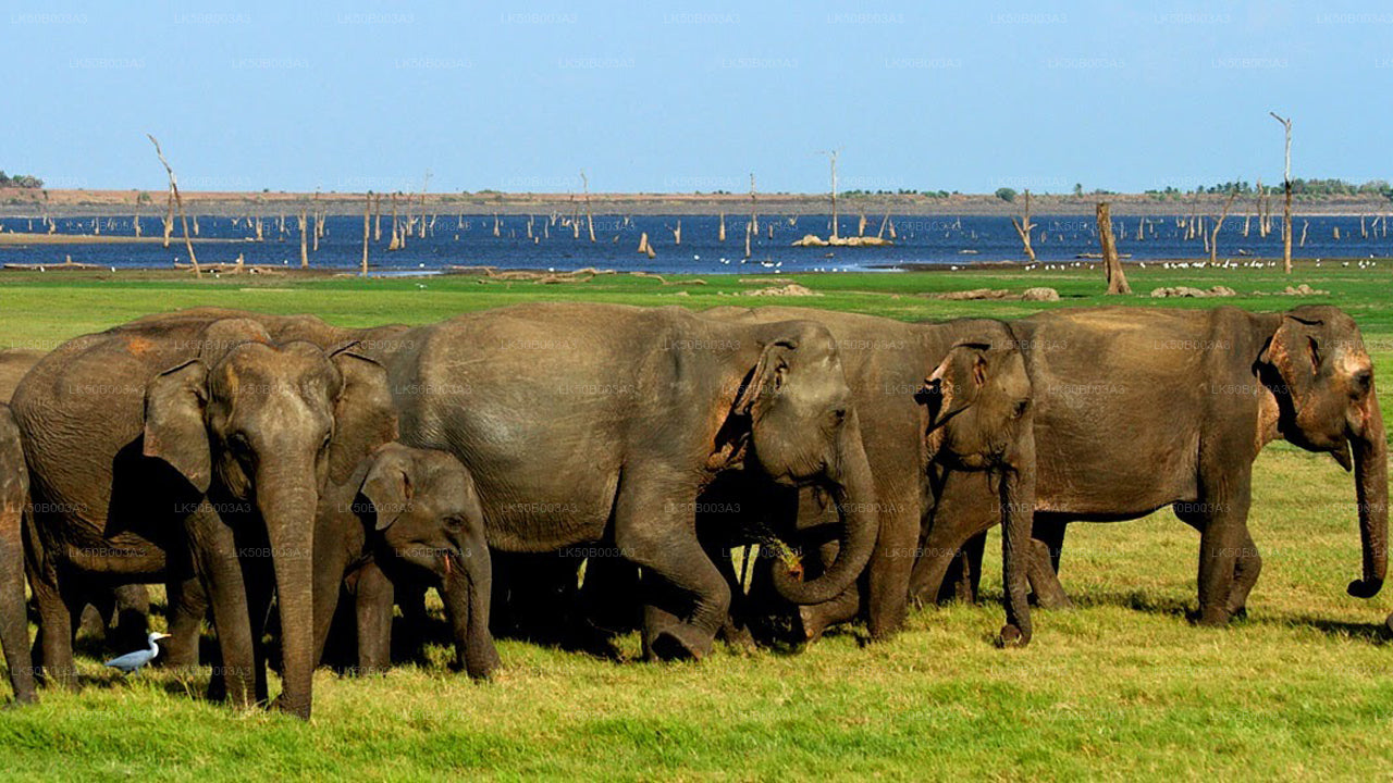 Minneriya Nationalpark Privat Safari