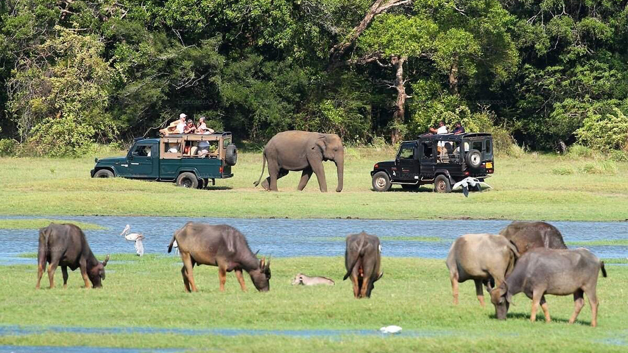 Minneriya Nationalpark Privat Safari