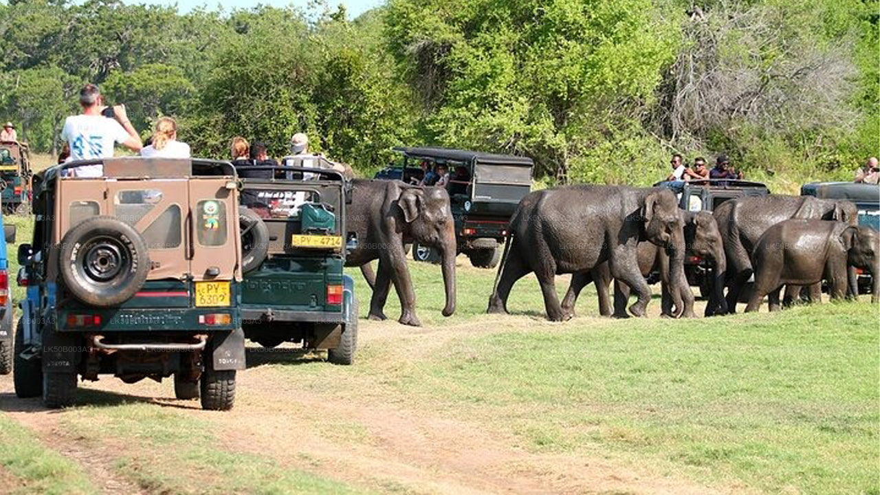 Minneriya Nationalpark Privat Safari