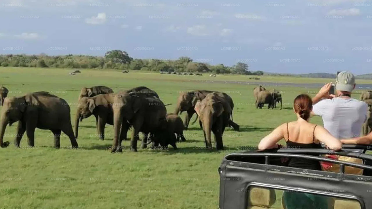Minneriya Nationalpark Privat Safari