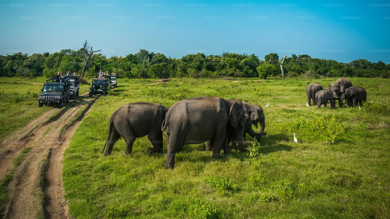 Minneriya Nationalpark Privat Safari