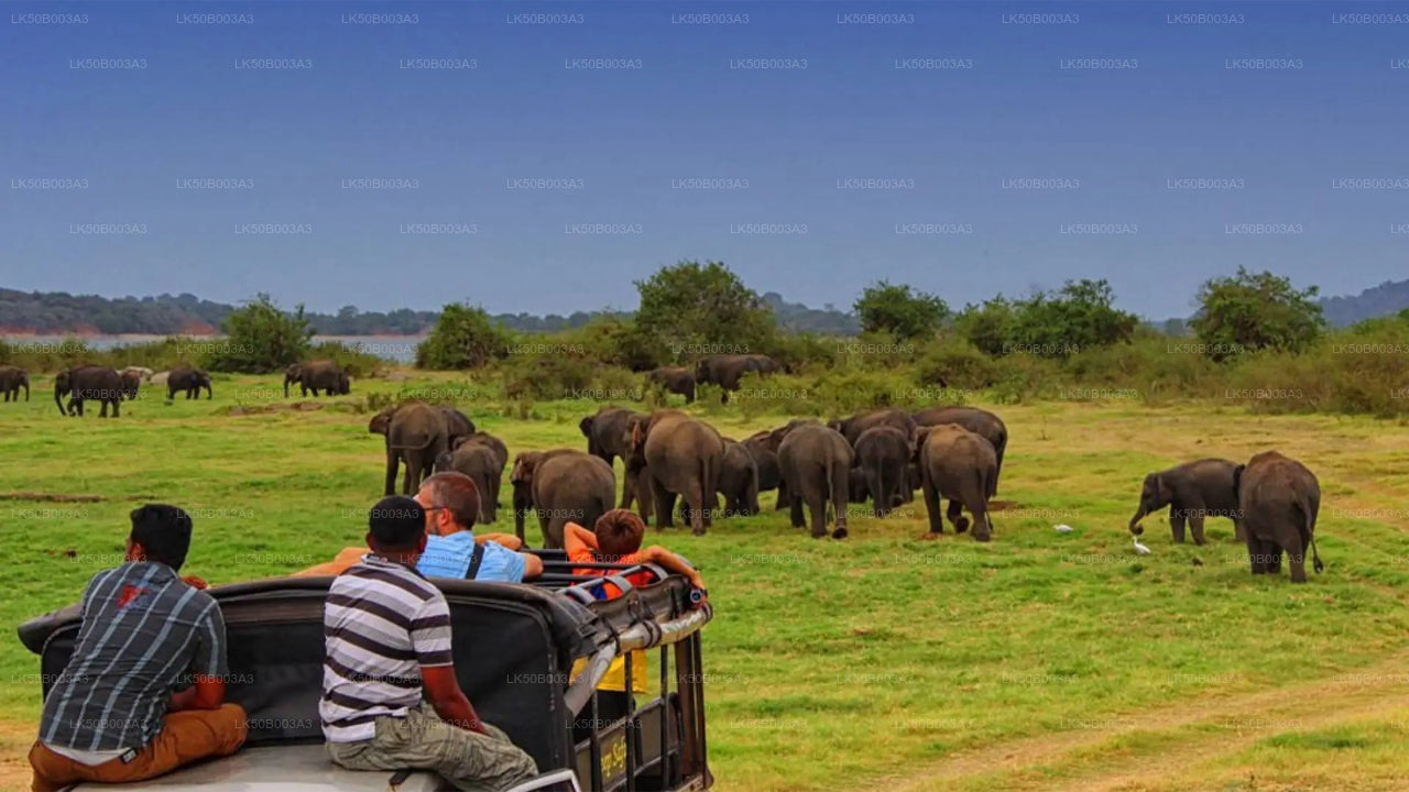 Minneriya Nationalpark Privat Safari