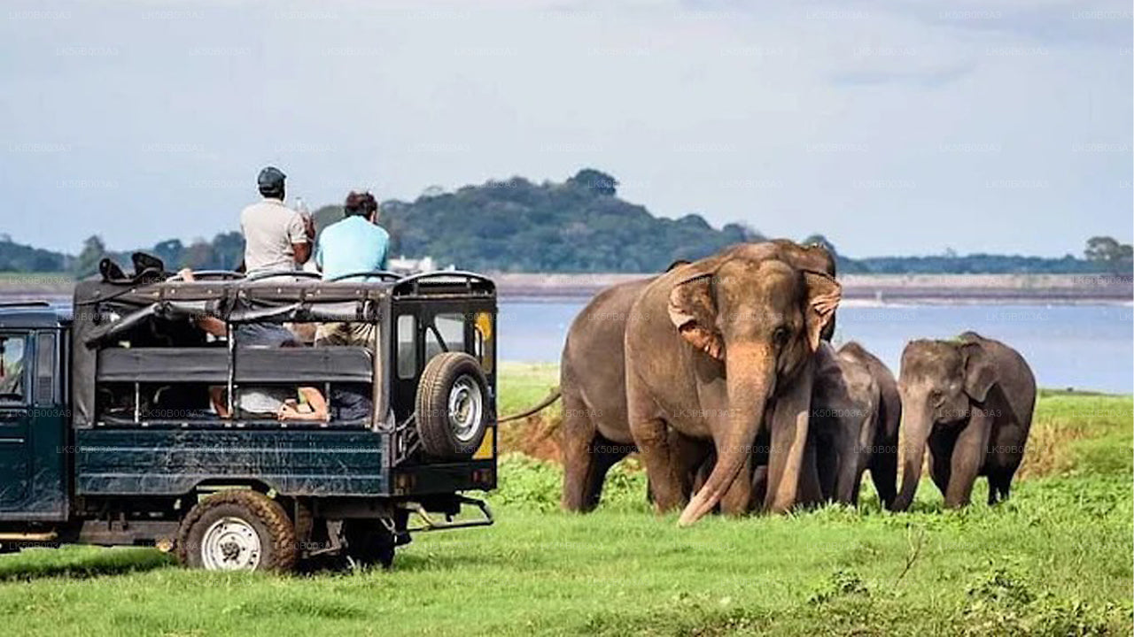 Minneriya Nationalpark Privat Safari