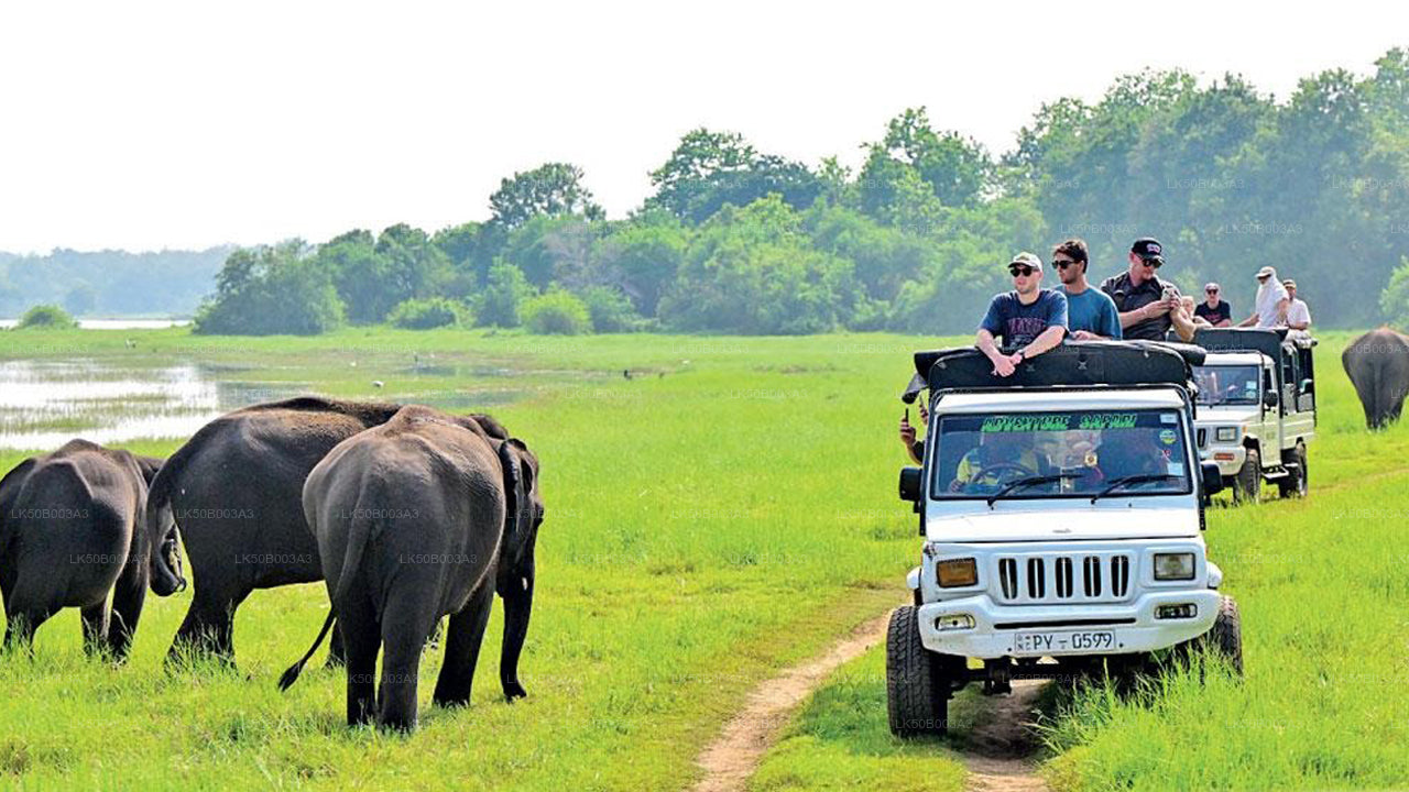 Minneriya Nationalpark Privat Safari