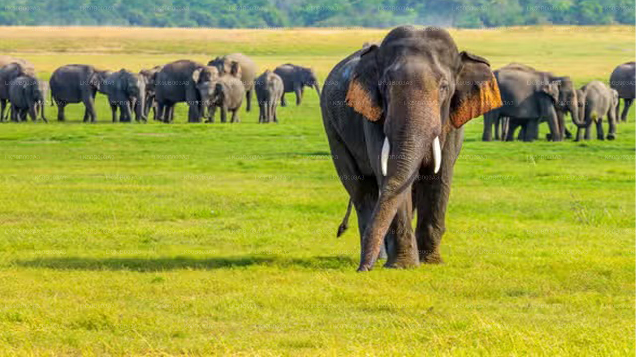 Minneriya Nationalpark Privat Safari