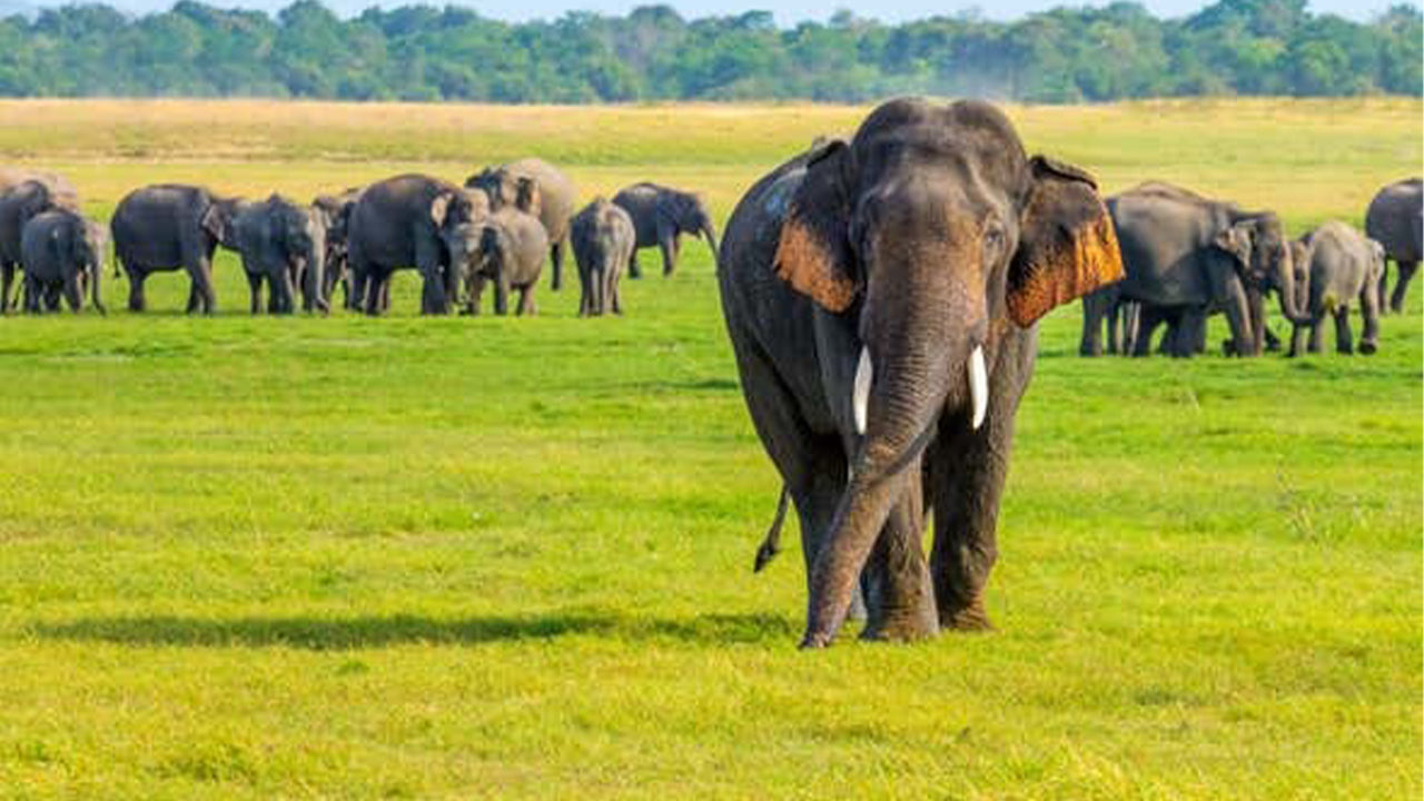 Minneriya National Park Safari från Sigiriya