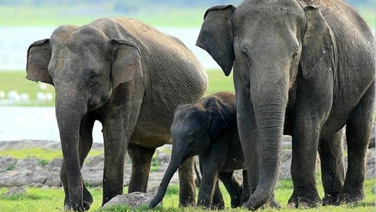 Minneriya National Park Safari från Sigiriya