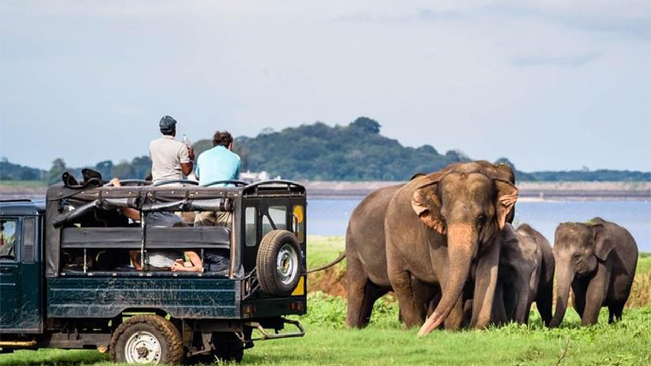 Minneriya National Park Safari från Sigiriya