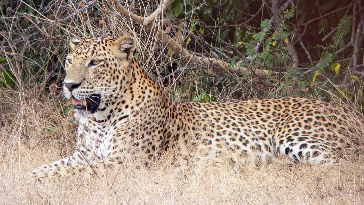 Yala National Park Privat Safari
