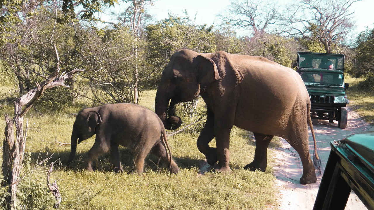 Yala National Park Privat Safari