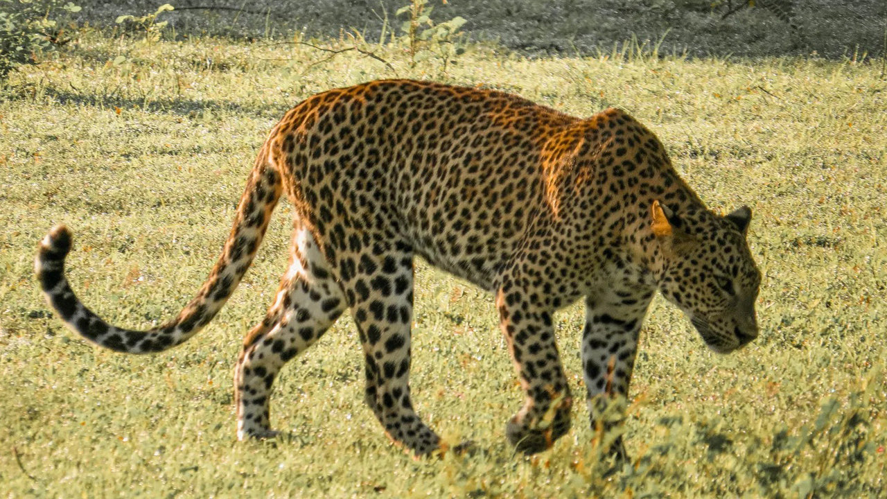 Yala National Park Privat Safari