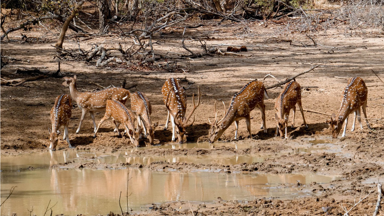 Yala National Park Privat Safari