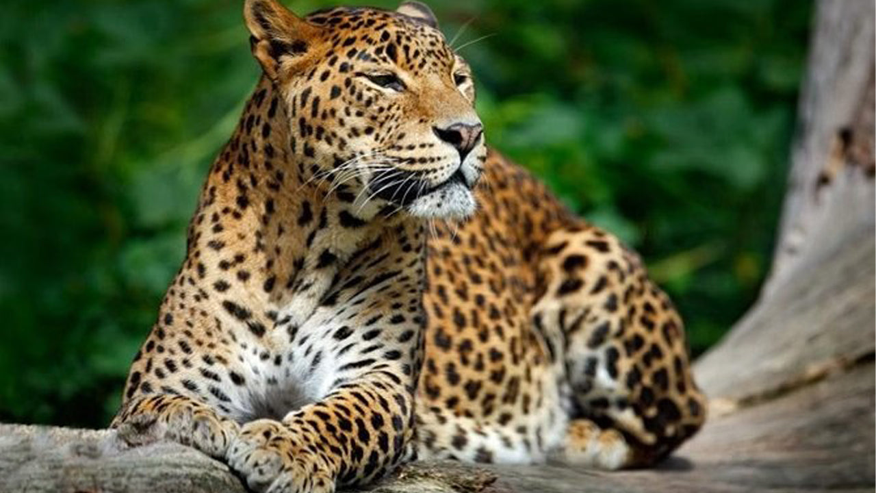 Yala National Park Privat Safari