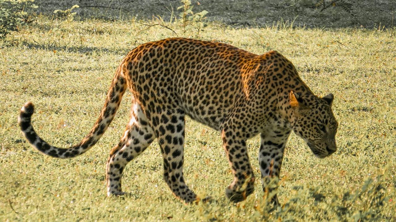 Yala nationalpark privat safari med naturforskare