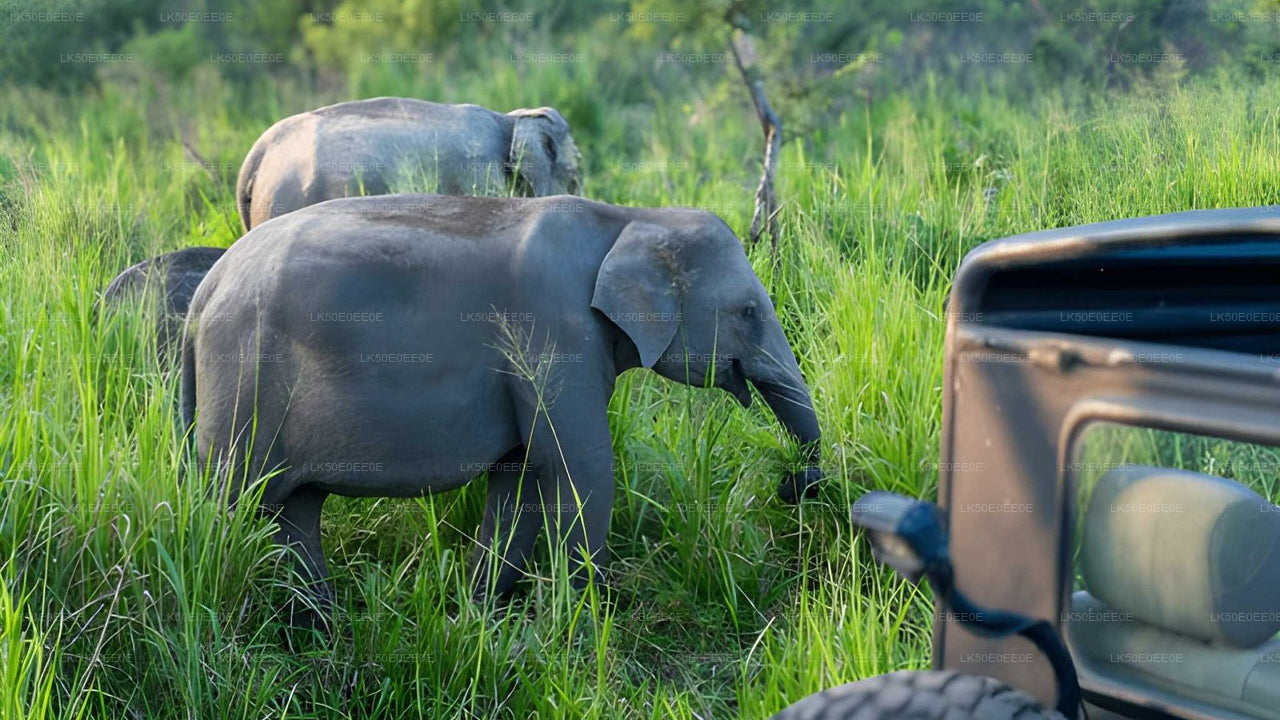 Hurulu Eco Park Privat Safari