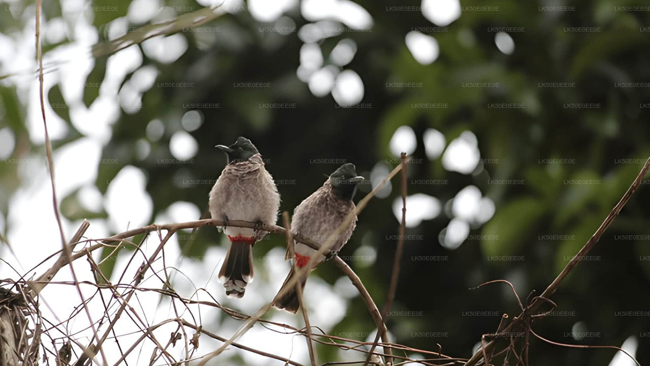 Hurulu Eco Park Privat Safari