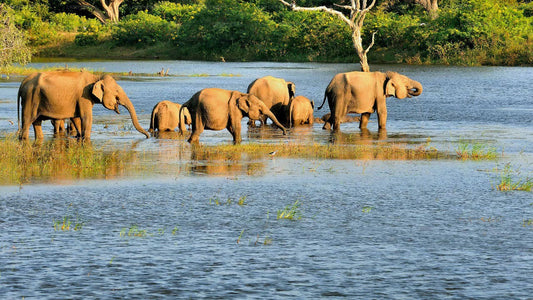 Bundala nationalpark Privat Safari
