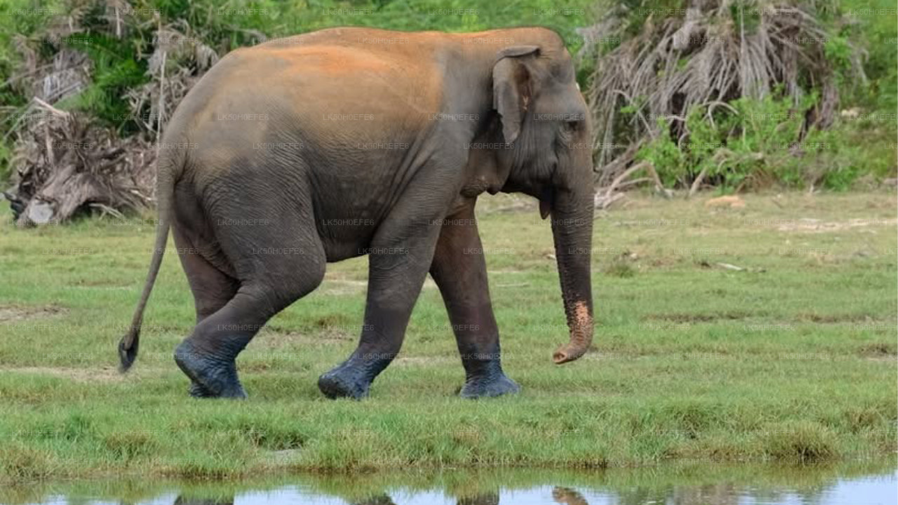 Bundala nationalpark Privat Safari