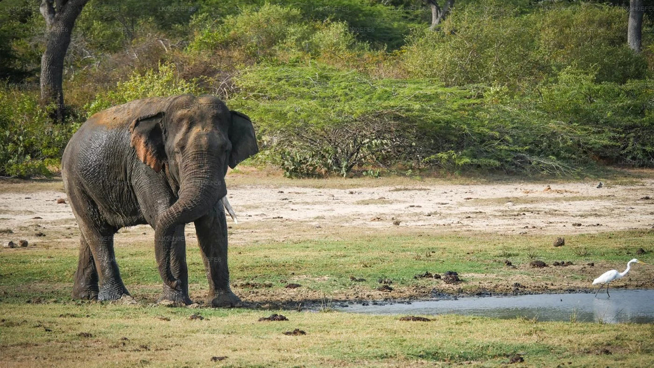 Bundala nationalpark Privat Safari