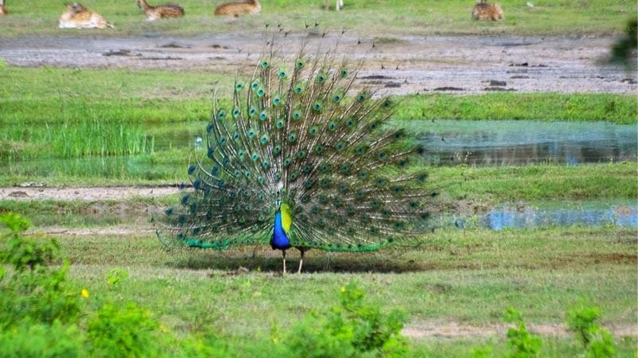 Bundala nationalpark Privat Safari
