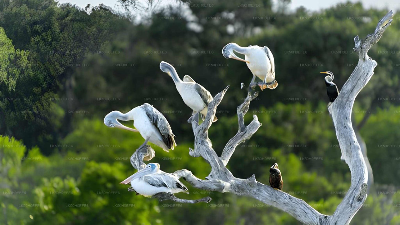 Bundala nationalpark Privat Safari