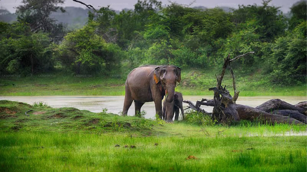 Bundala nationalpark Privat Safari