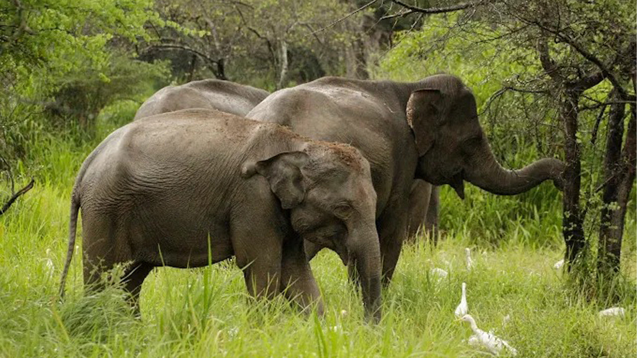 Wasgamuwa nationalpark Privat Safari