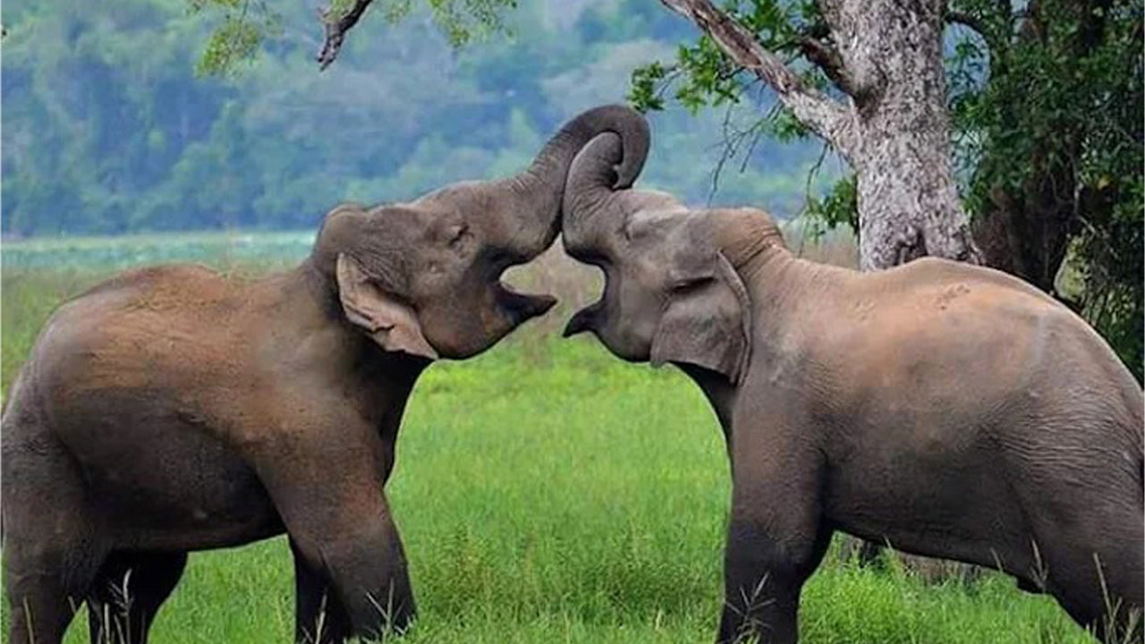 Wasgamuwa nationalpark Privat Safari