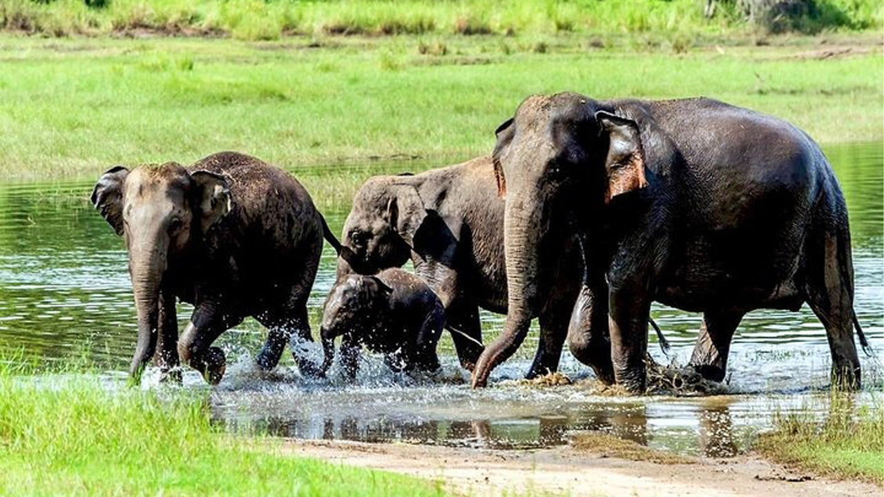 Wasgamuwa nationalpark Privat Safari