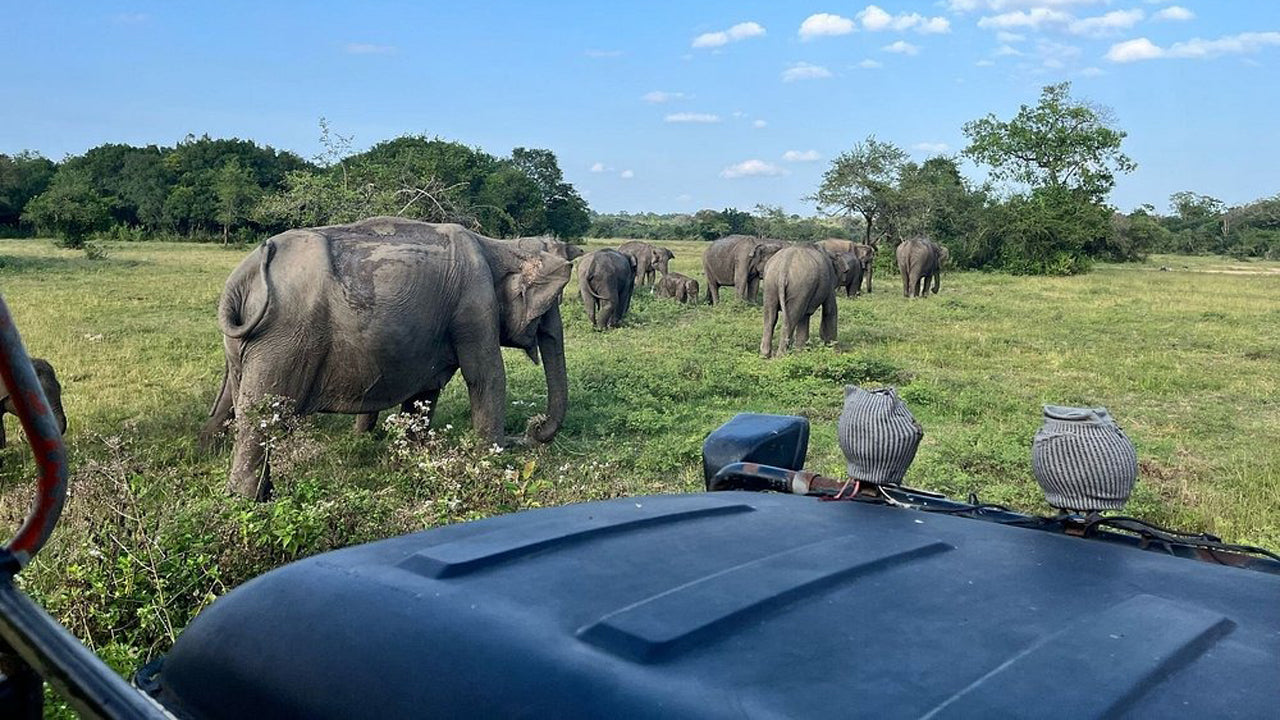 Wasgamuwa nationalpark Privat Safari