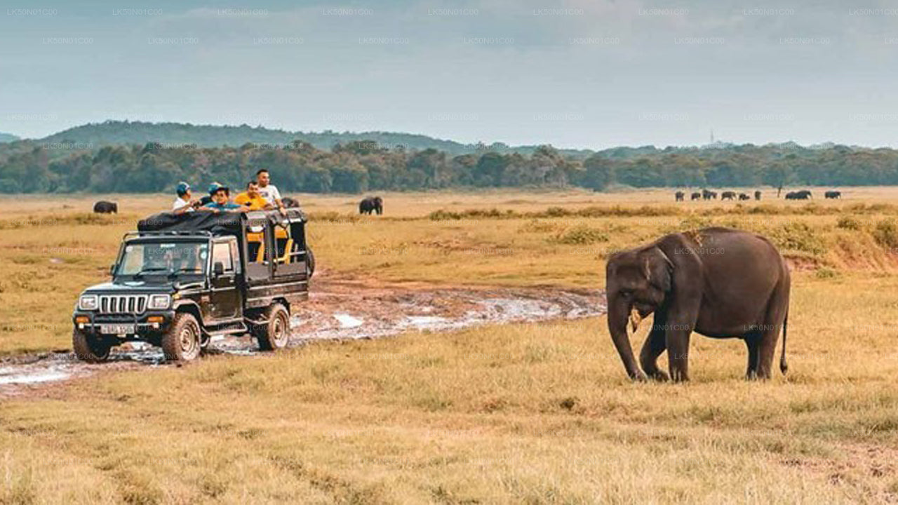 Maduru Oya nationalpark privat safari med naturforskare