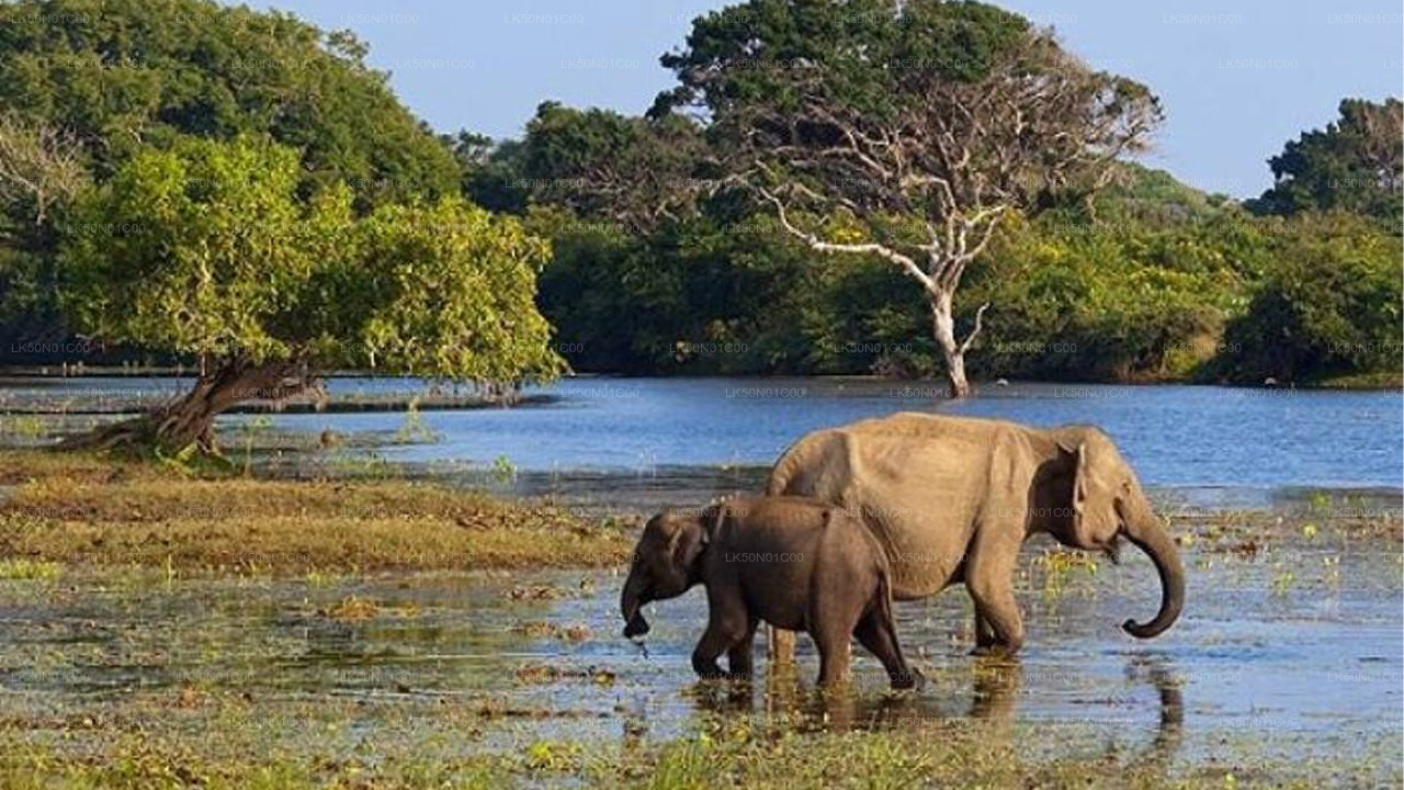 Maduru Oya nationalpark privat safari med naturforskare