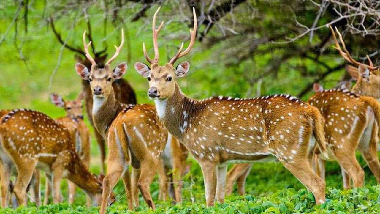 Maduru Oya nationalpark privat safari med naturforskare