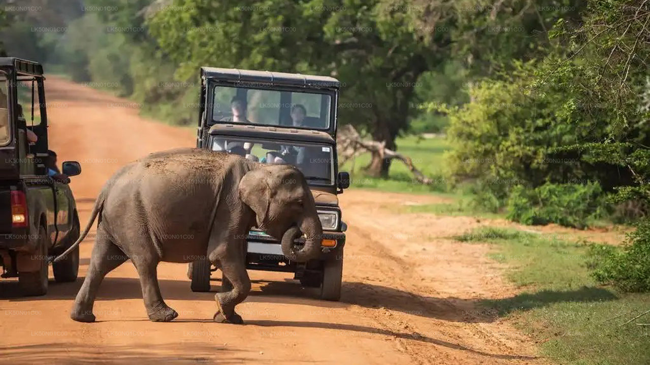 Maduru Oya nationalpark privat safari med naturforskare