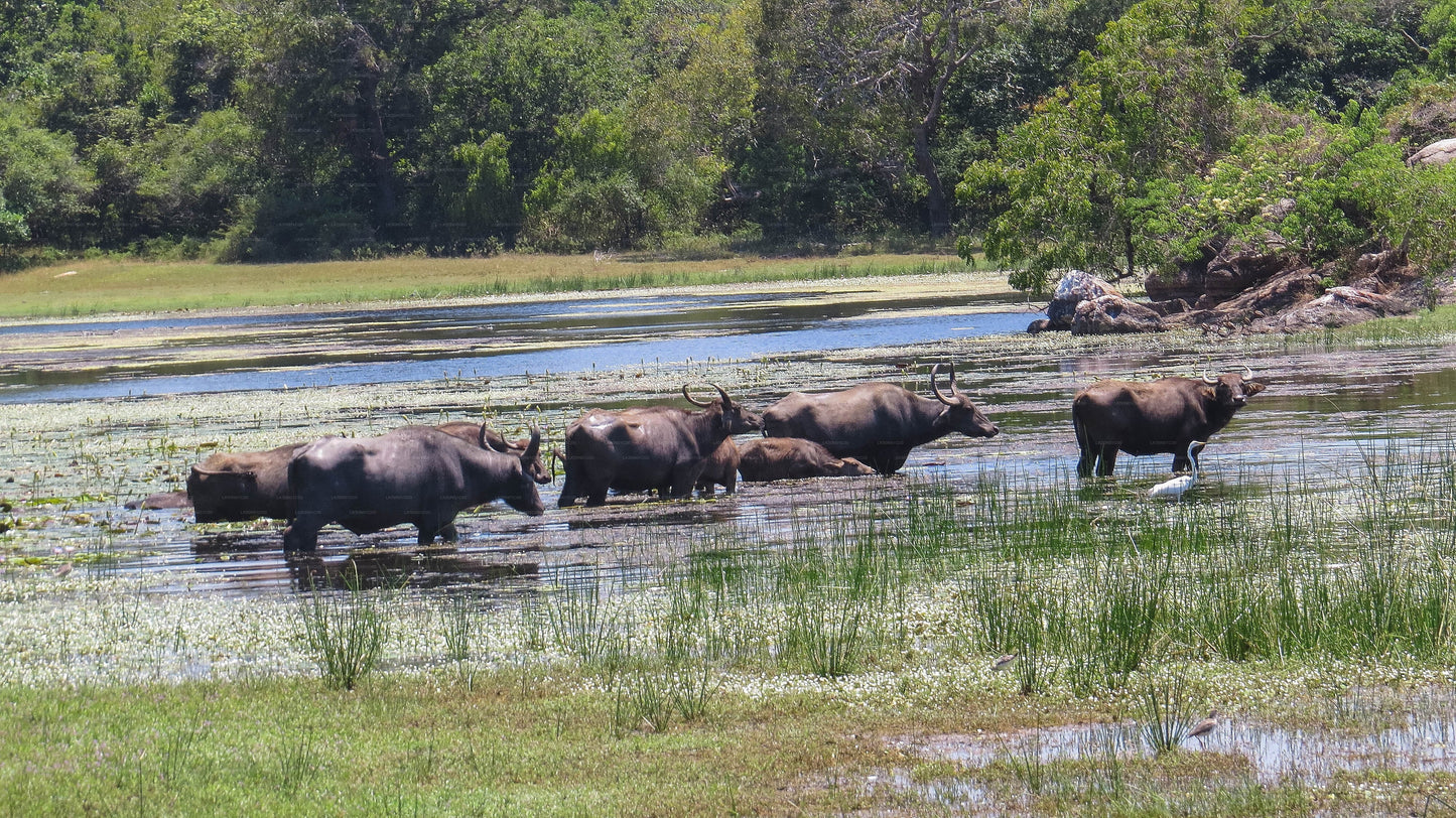 Maduru Oya nationalpark privat safari med naturforskare