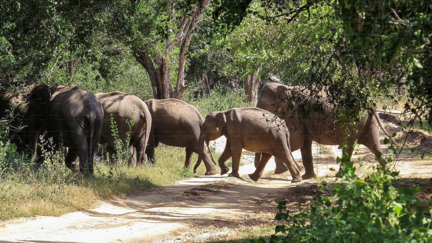 Maduru Oya nationalpark privat safari med naturforskare
